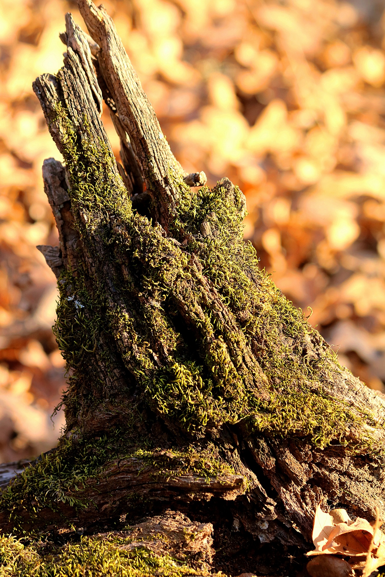 nature plants moss free photo