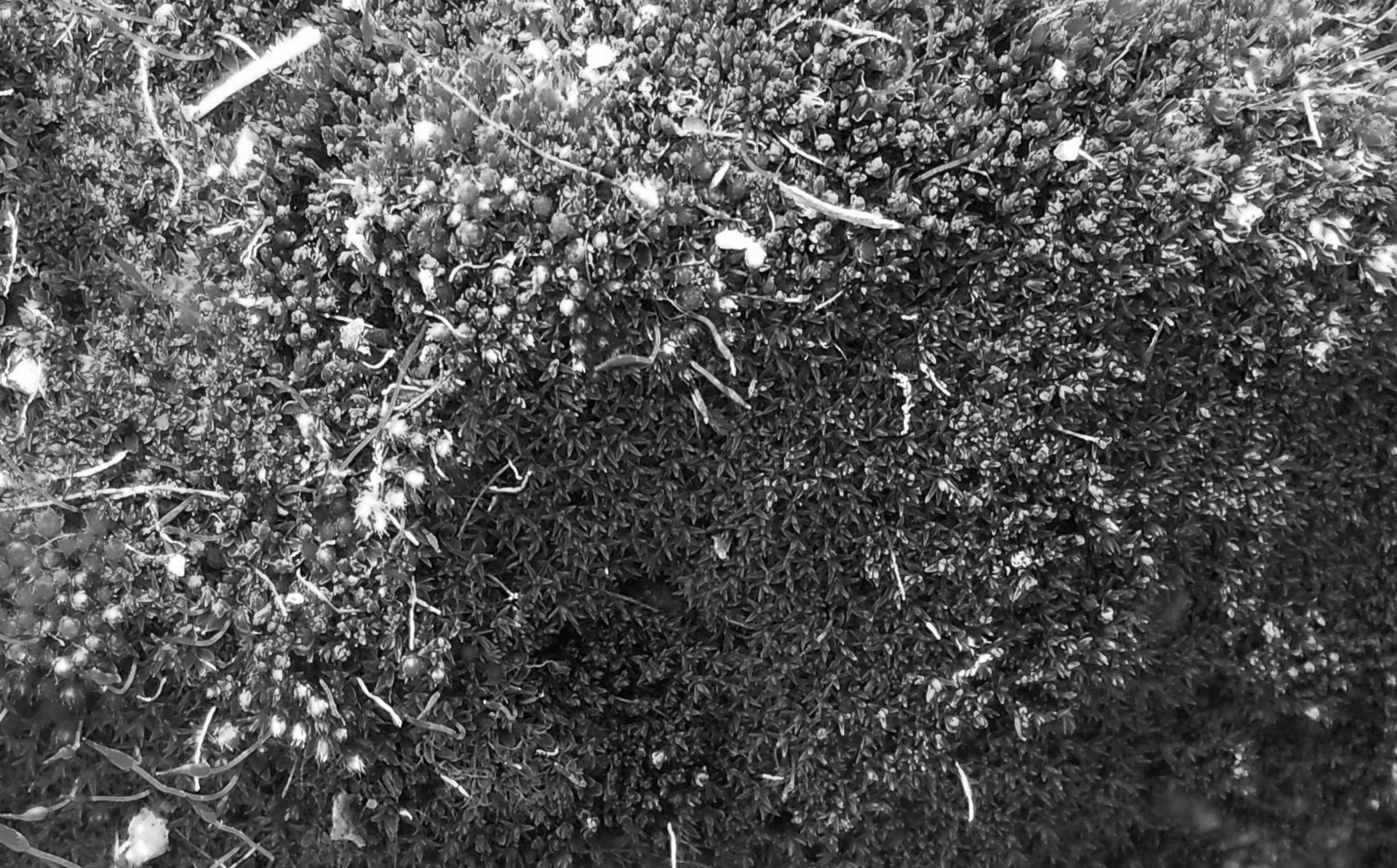 moss texture b&w free photo