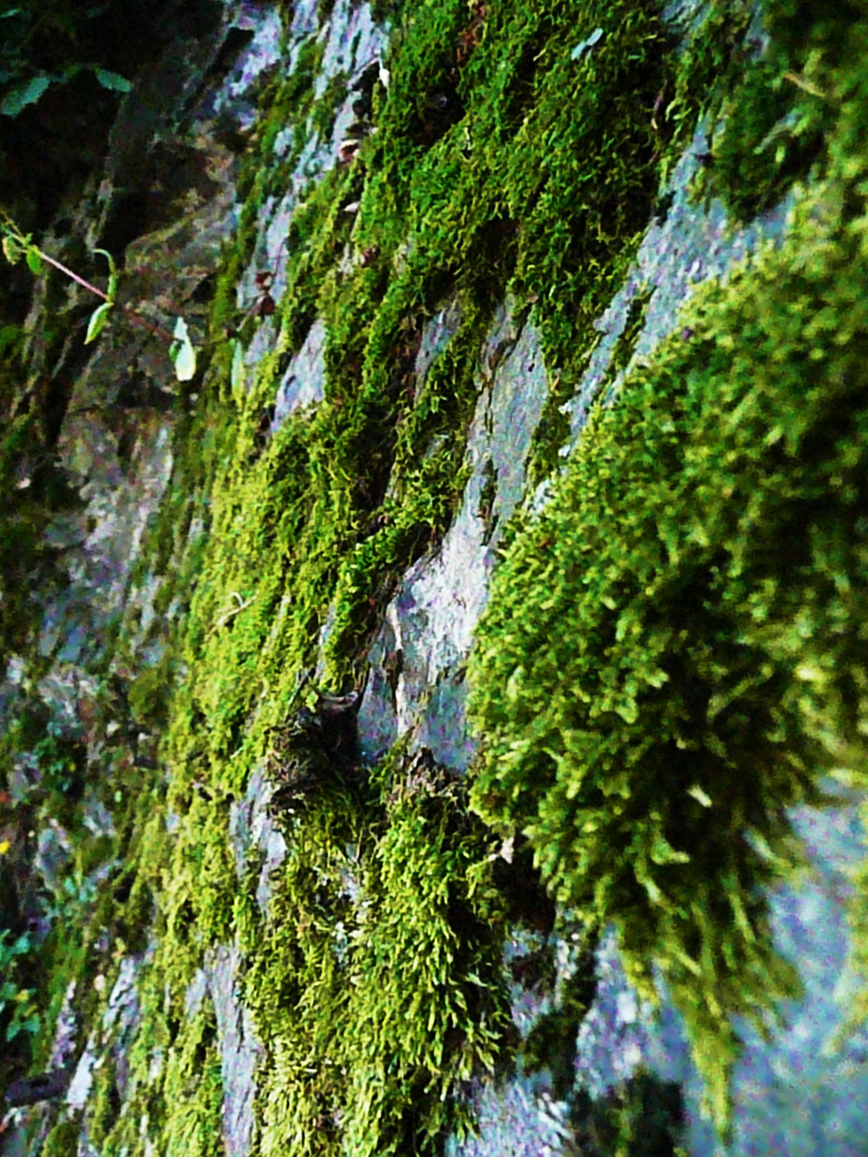 green moss rock free photo