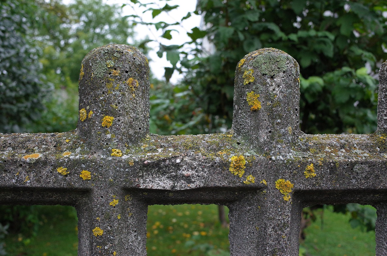 mosses lichens the fence free photo