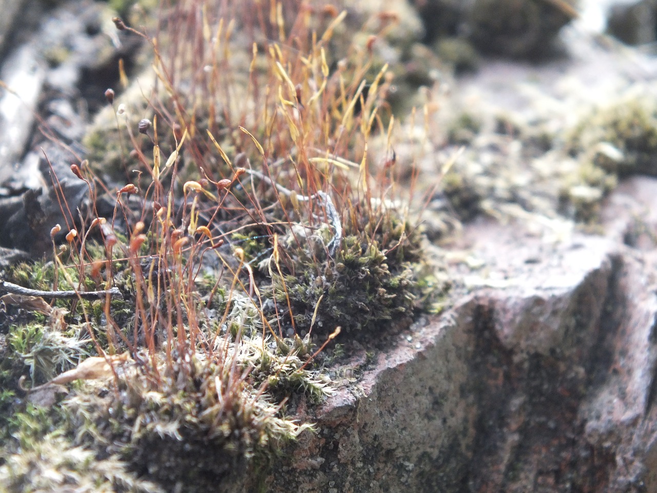 mosses stone grey free photo