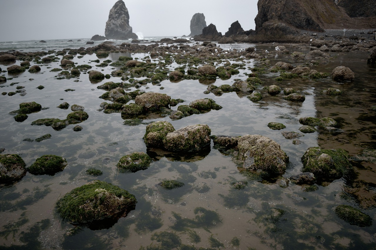 mossy  rocks  tide pool free photo