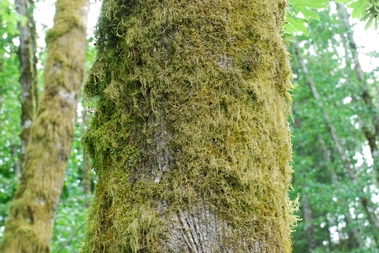 forest moss tree free photo