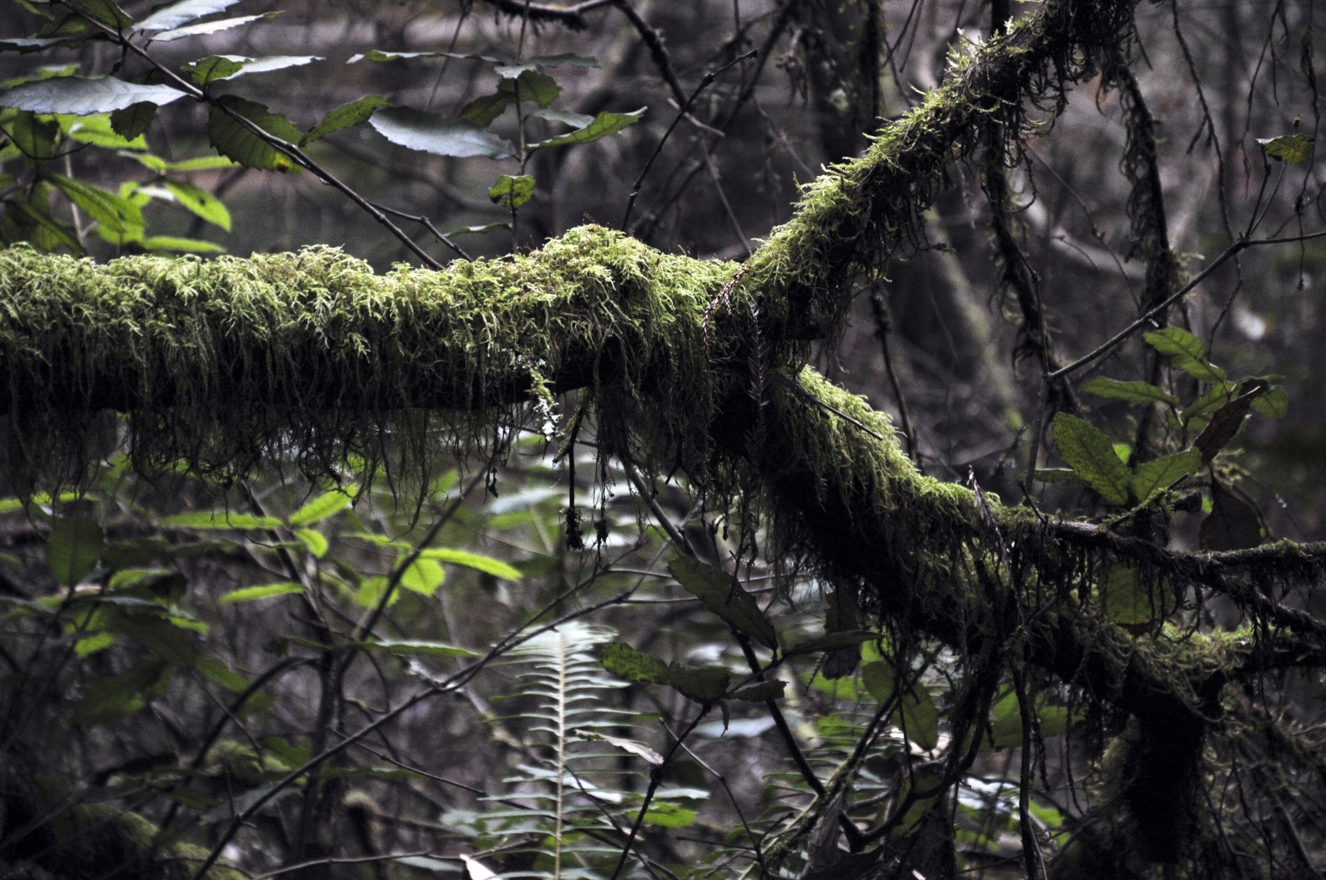 mossy log moss green free photo
