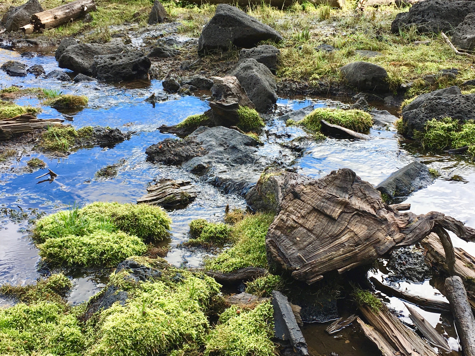 colorado streams brooks free photo