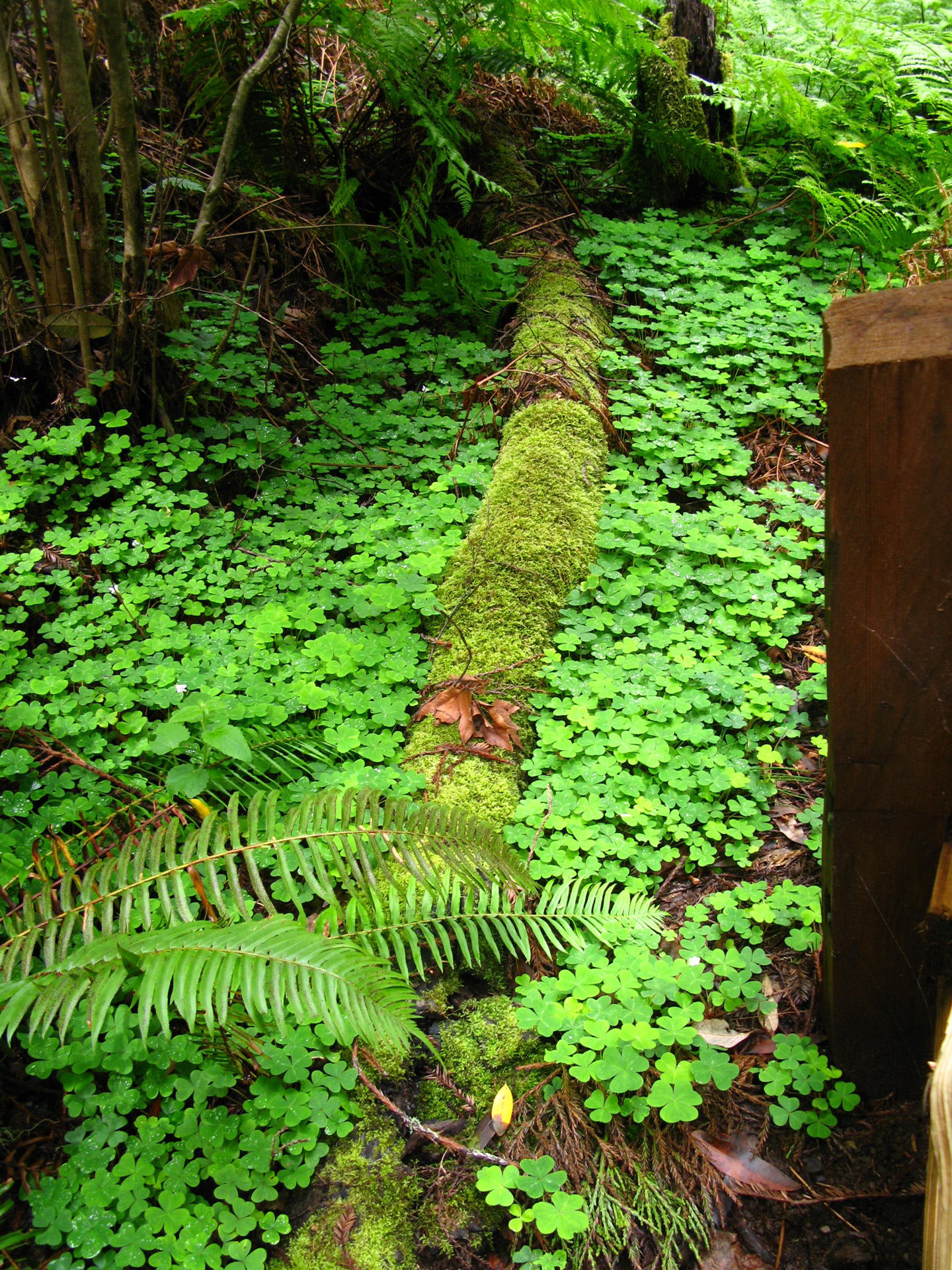 clover moss log free photo