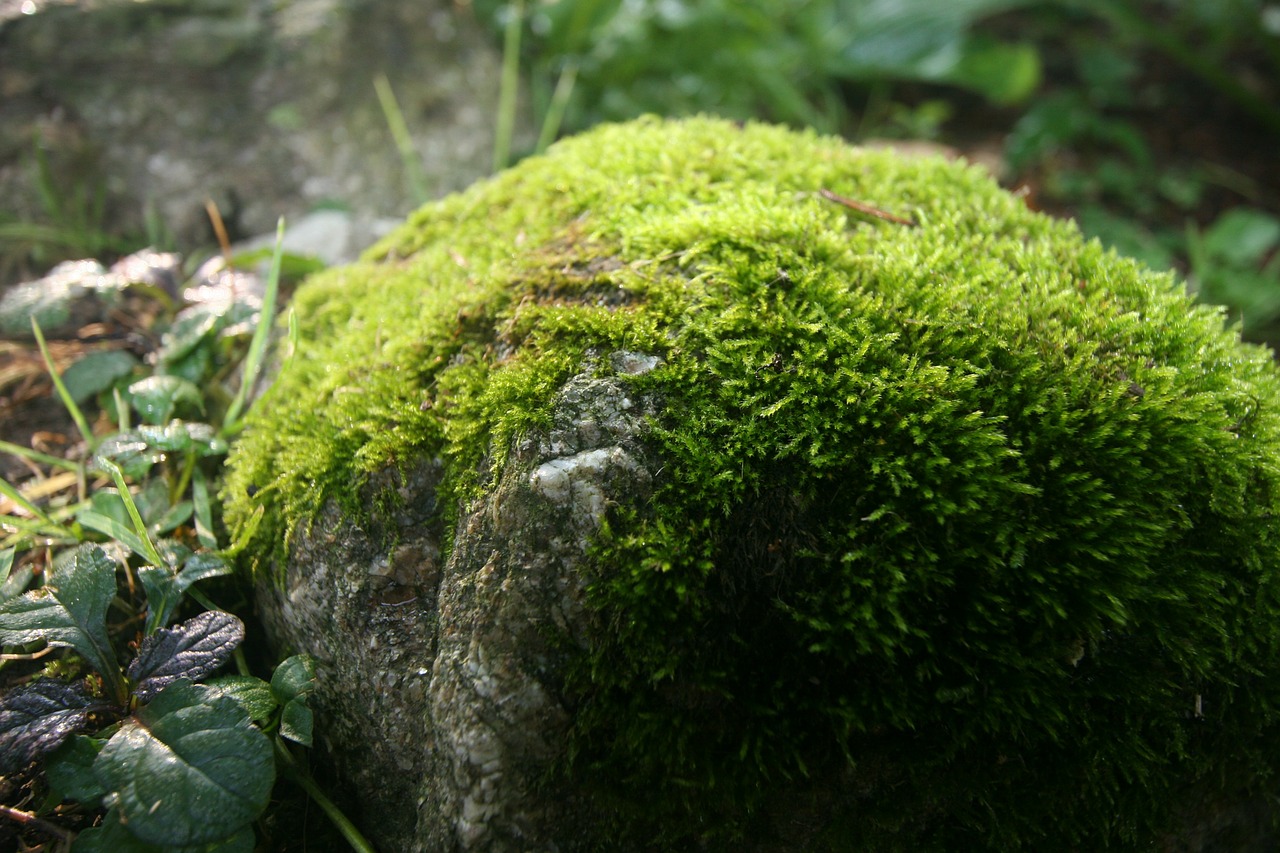 mossy rock spring green free photo