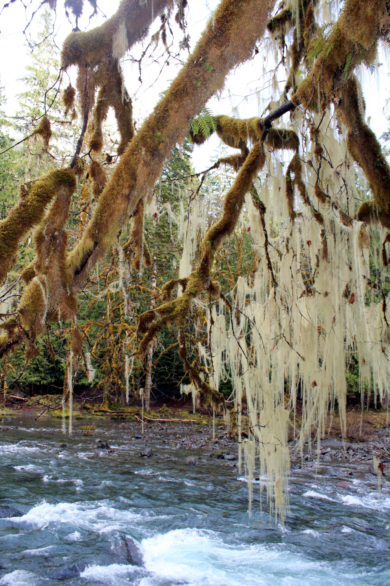 moss tree nature free photo