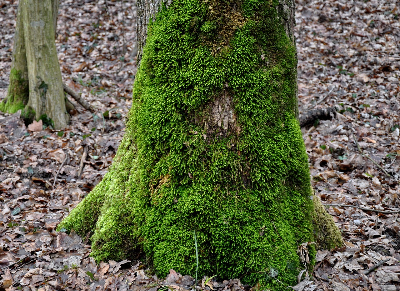 mossy tree trunk green moss nature free photo