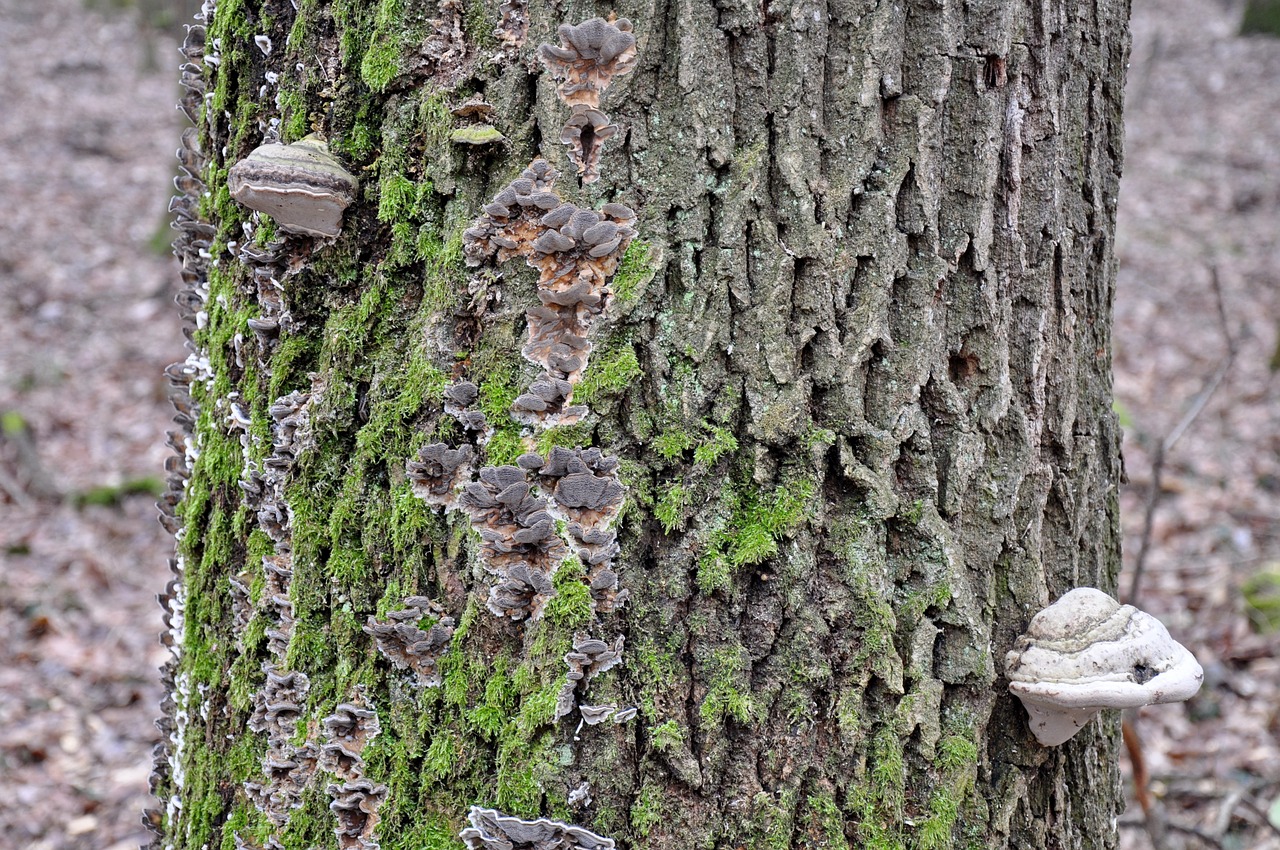 mossy tree trunk  tinder fungus  nature free photo