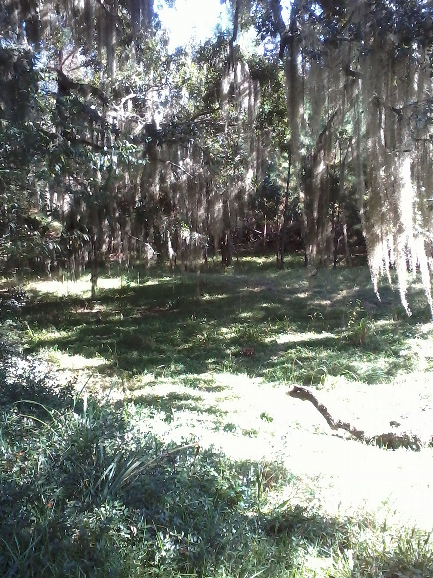 tree spooky eerie woods free photo