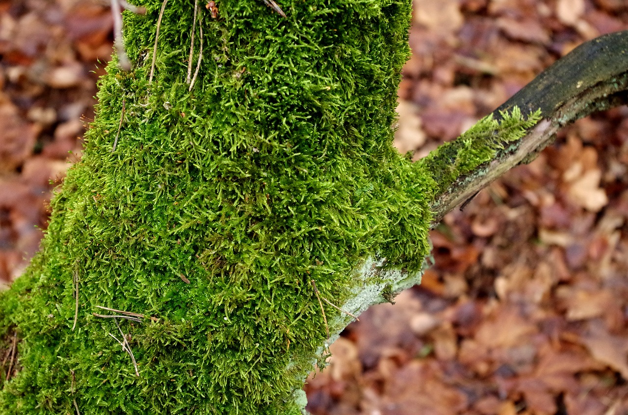 mossy trunk moss tree free photo