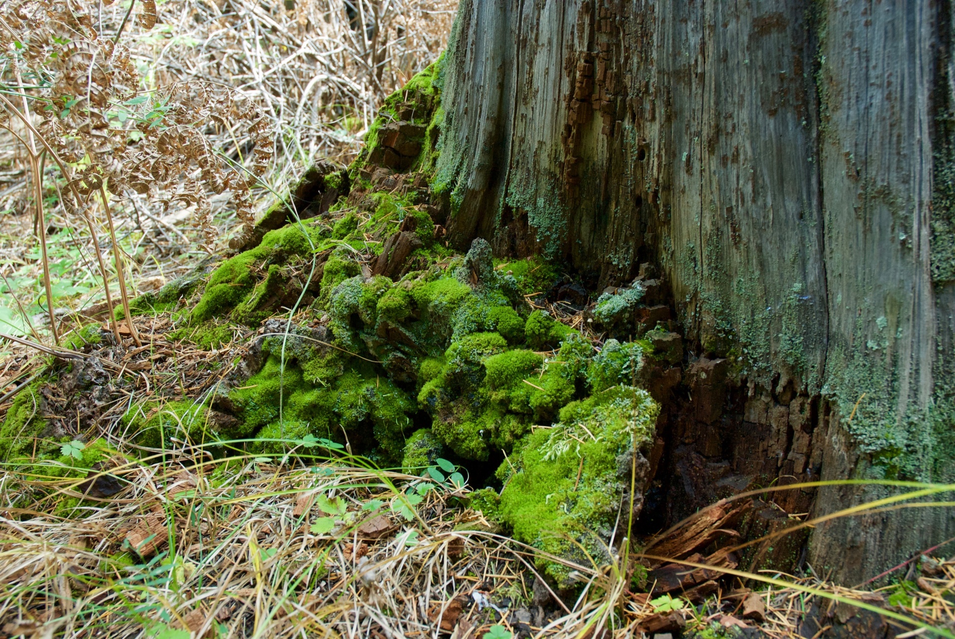 trunk forest moss free photo