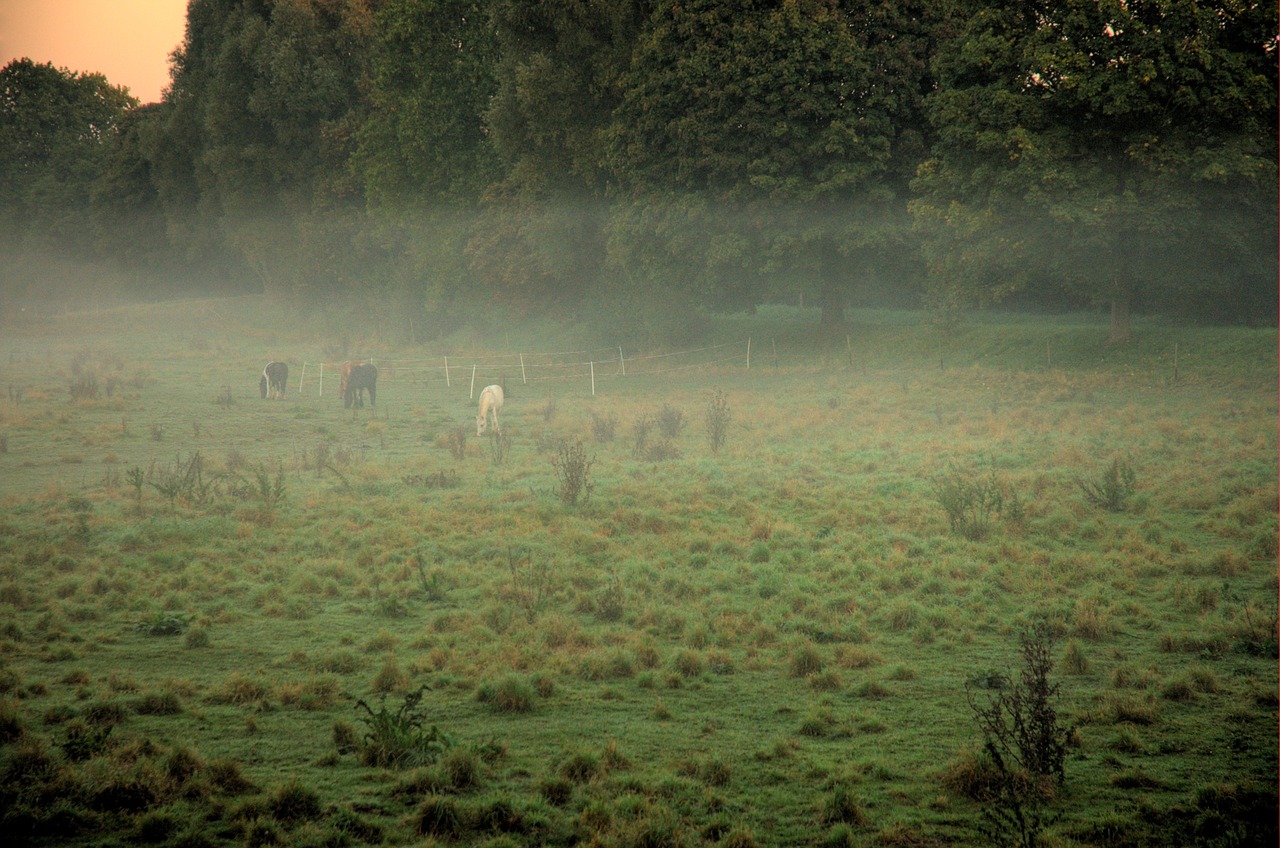 most early morning free photo