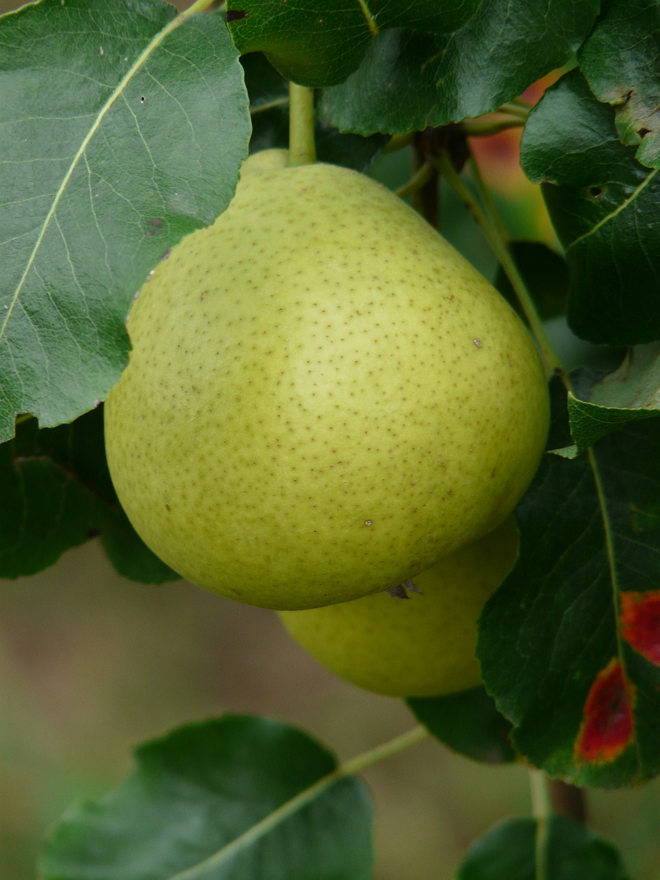 most pear swiss wasserbirne pear free photo