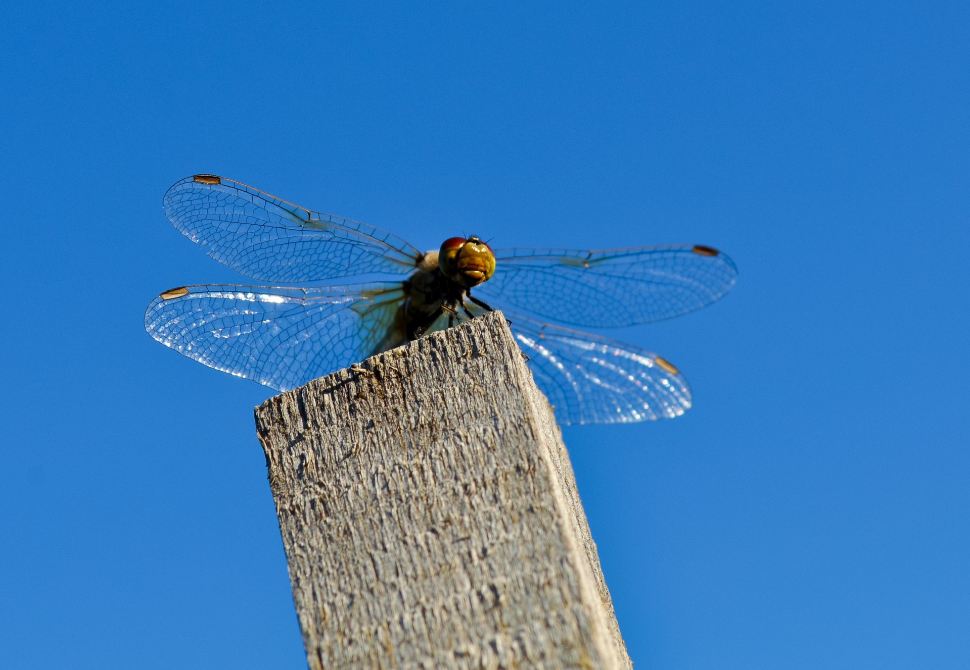 dragonfly big wings free photo