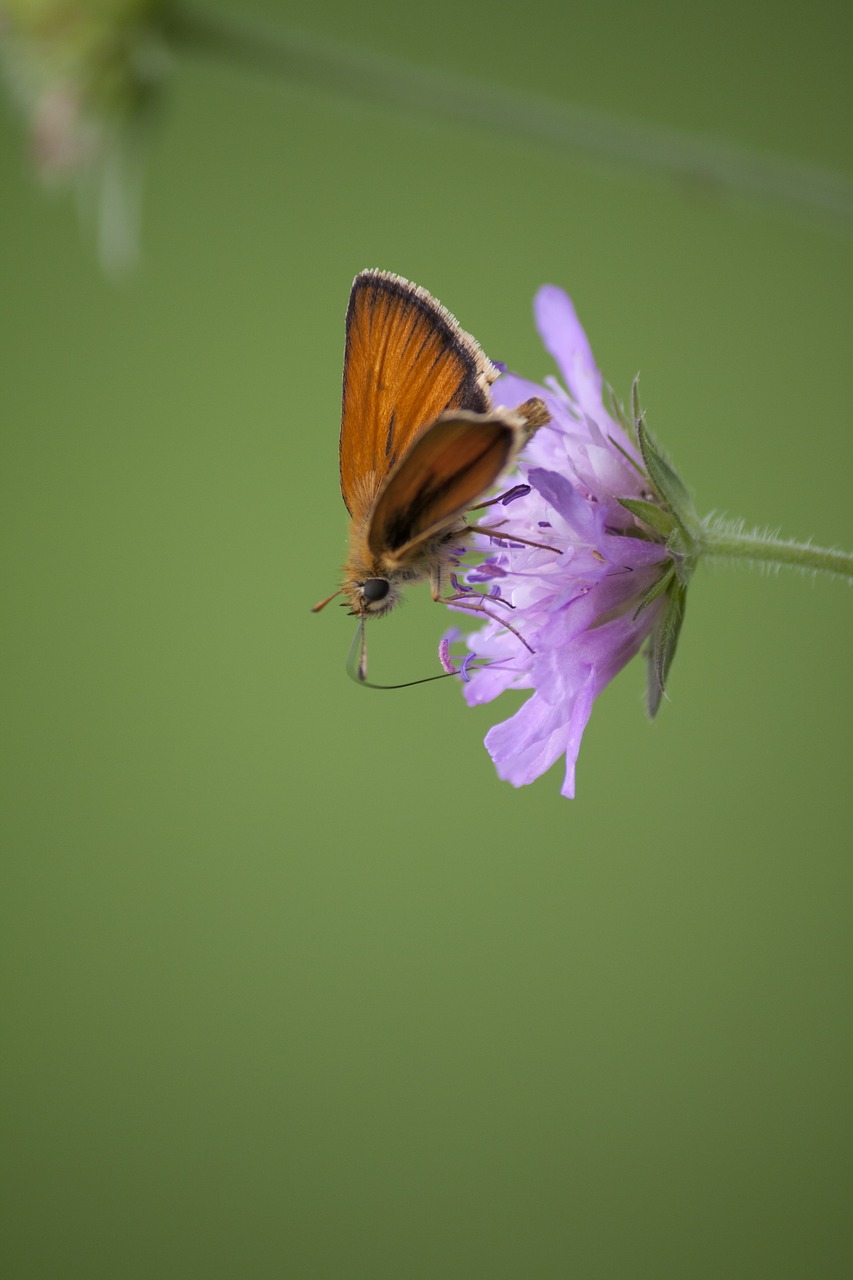 moth nature slovenia free photo