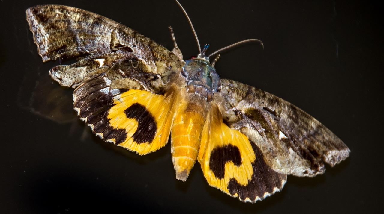 moth fruit-sucking moth large free photo
