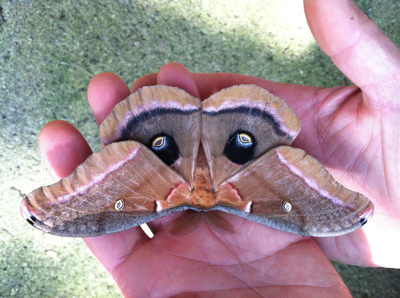 moth insect wings free photo