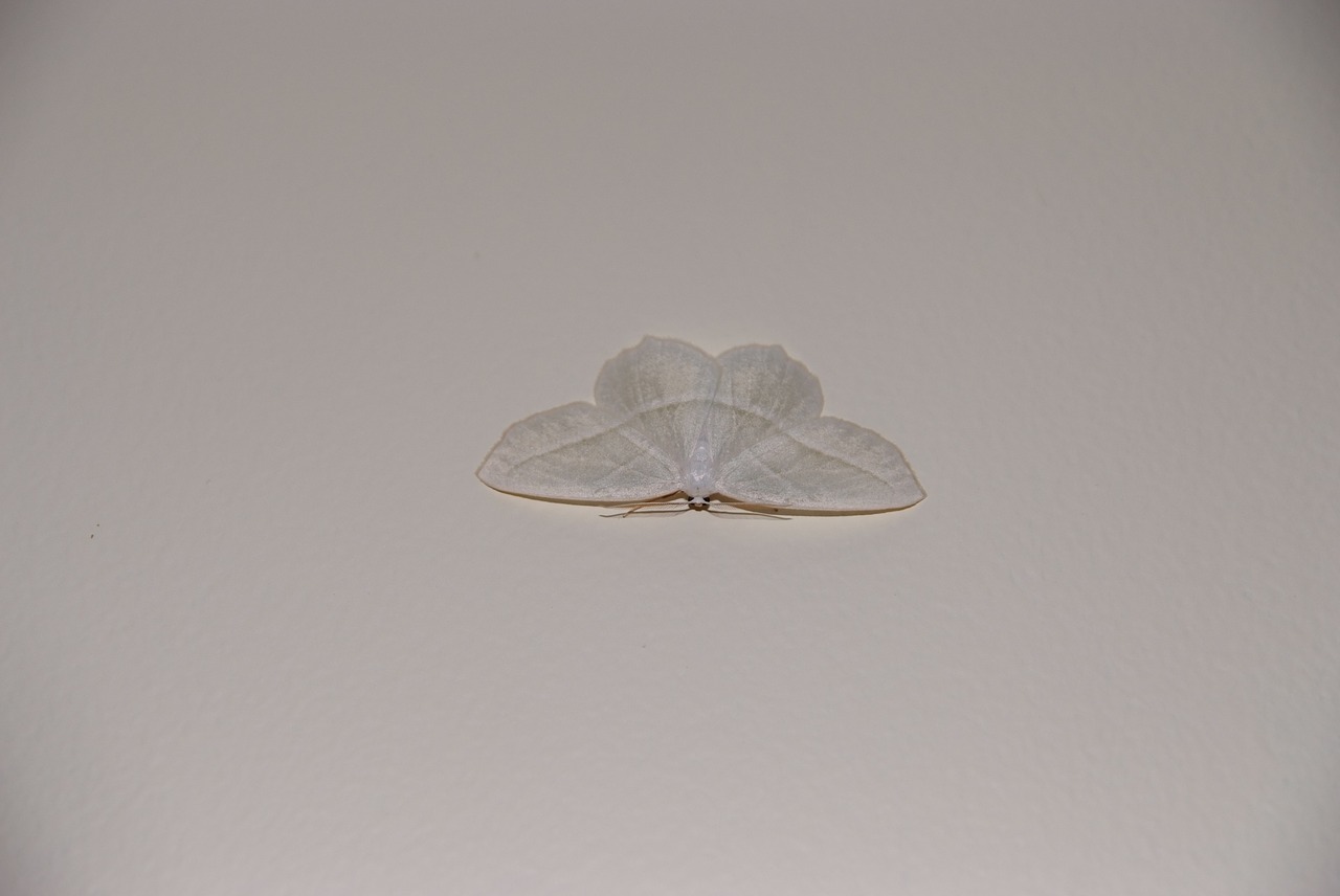 moth white wall free photo