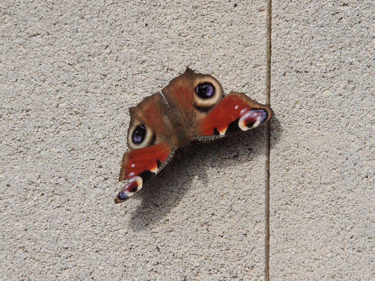 moth butterfly insect free photo