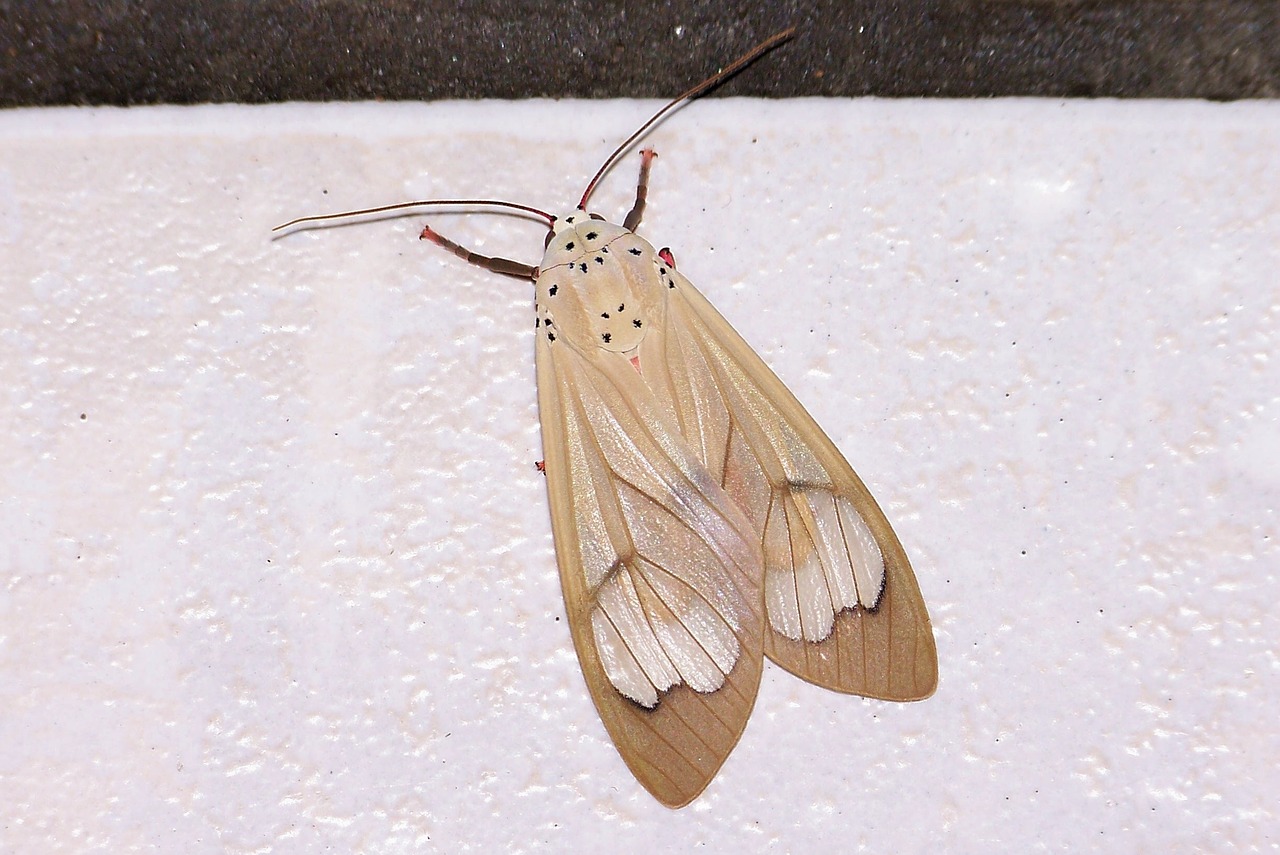 moth beige insect free photo