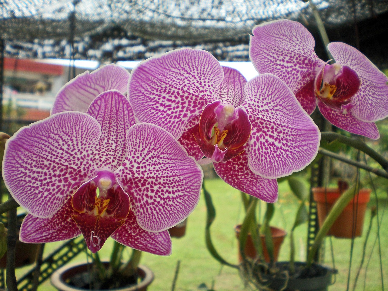 moth orchid pink free photo