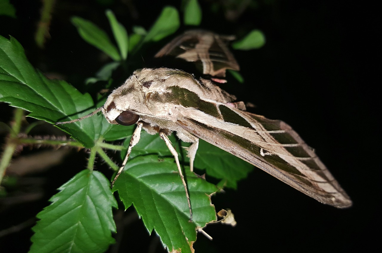 moth sphinx moth banded sphinx moth free photo