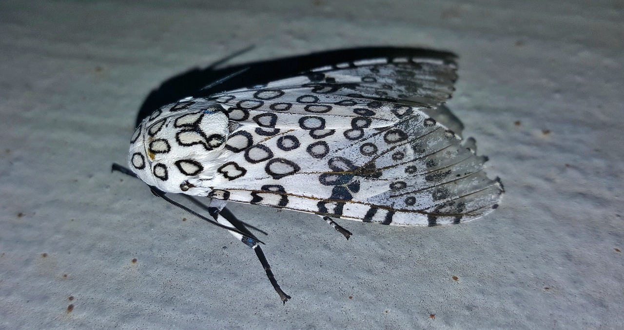 moth giant leopard moth insect free photo