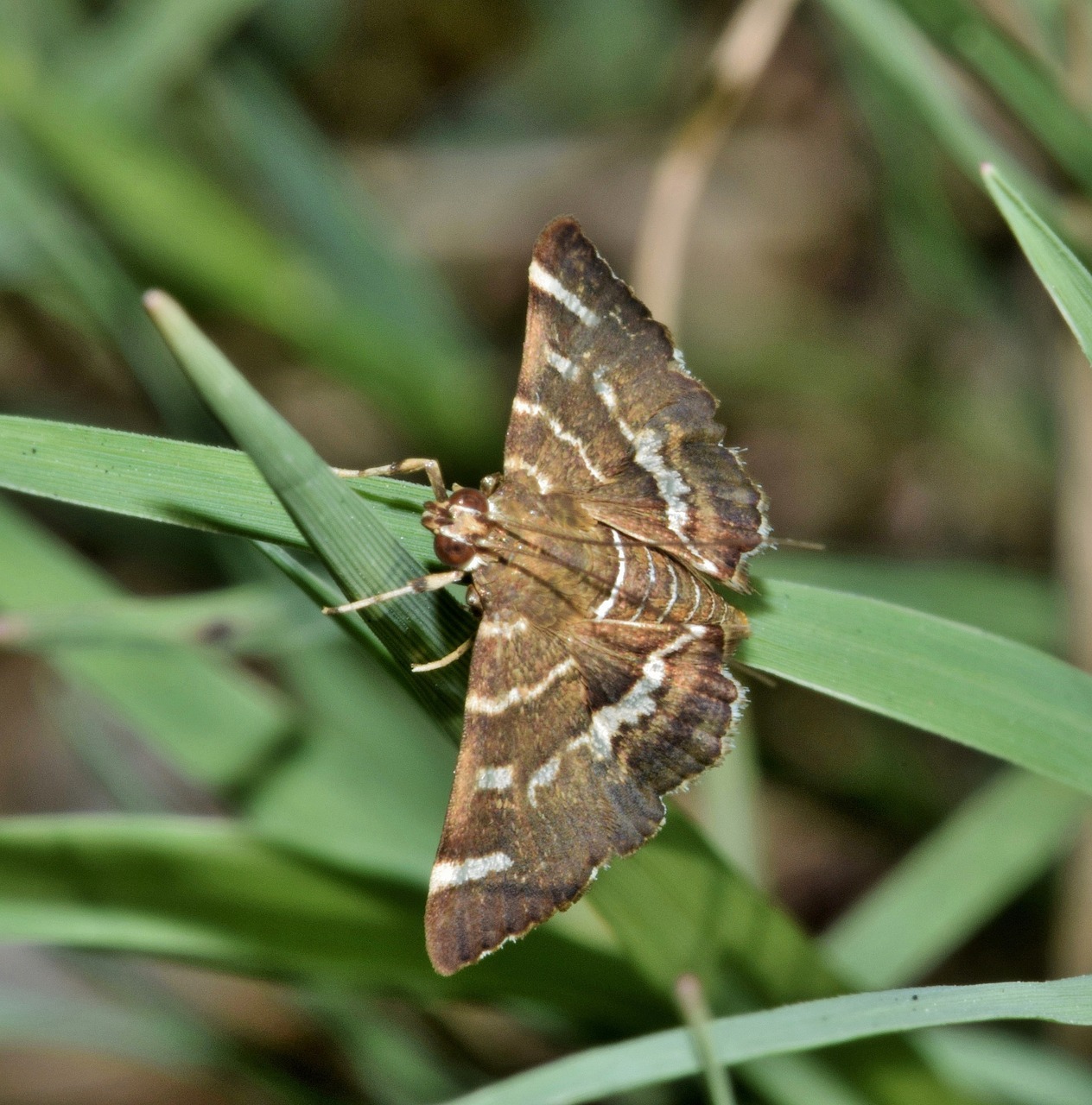 Download free photo of Moth,hawaiian beet webworm moth,insect,brown ...