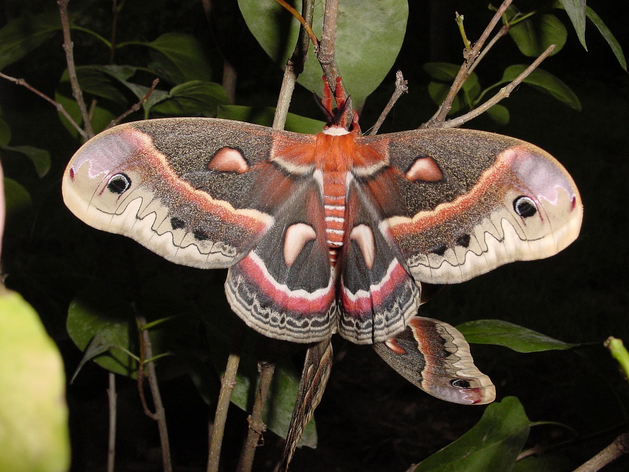 moth cecropia mating free photo