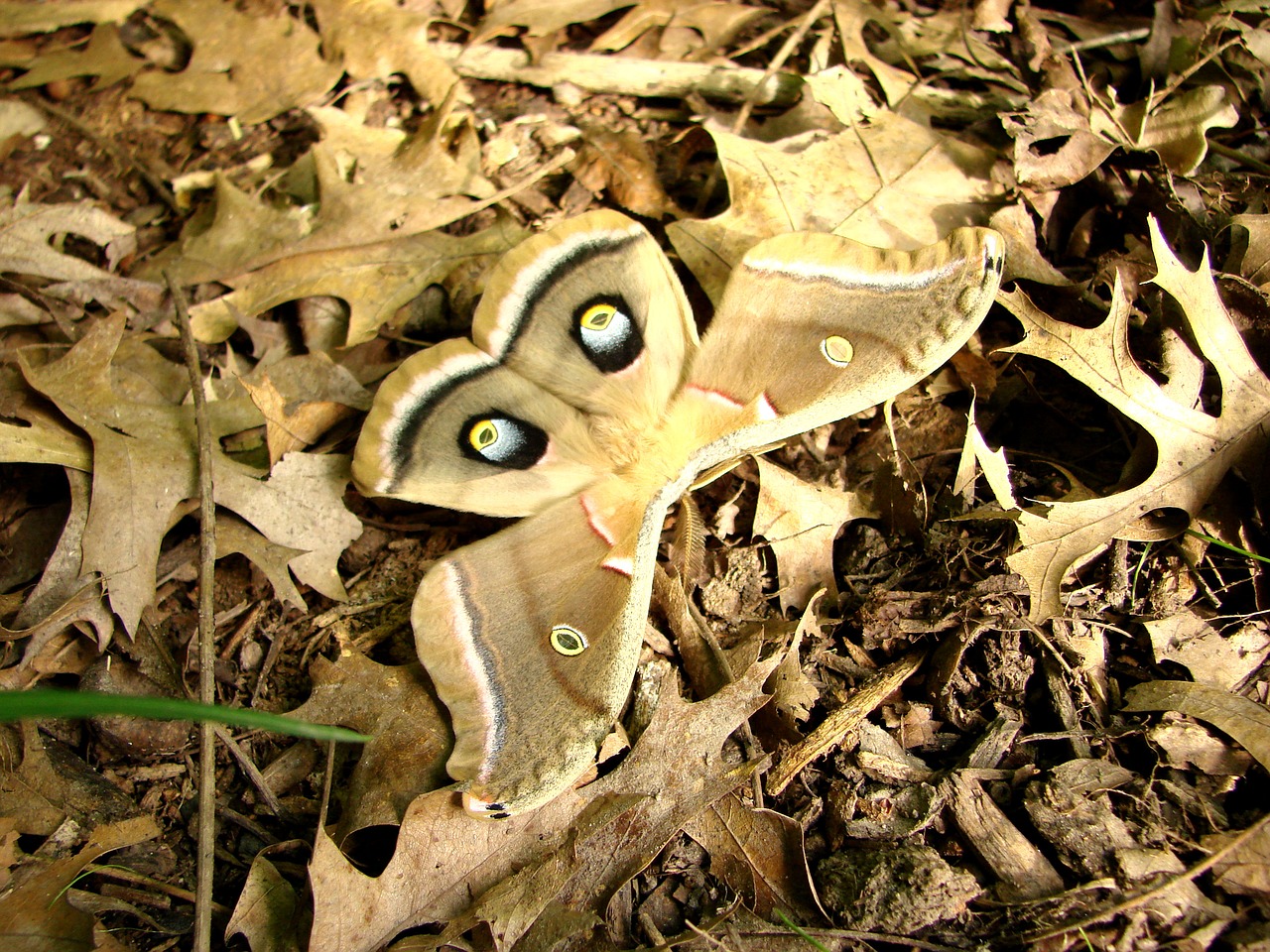 moth antherea polyphemus camouflage free photo