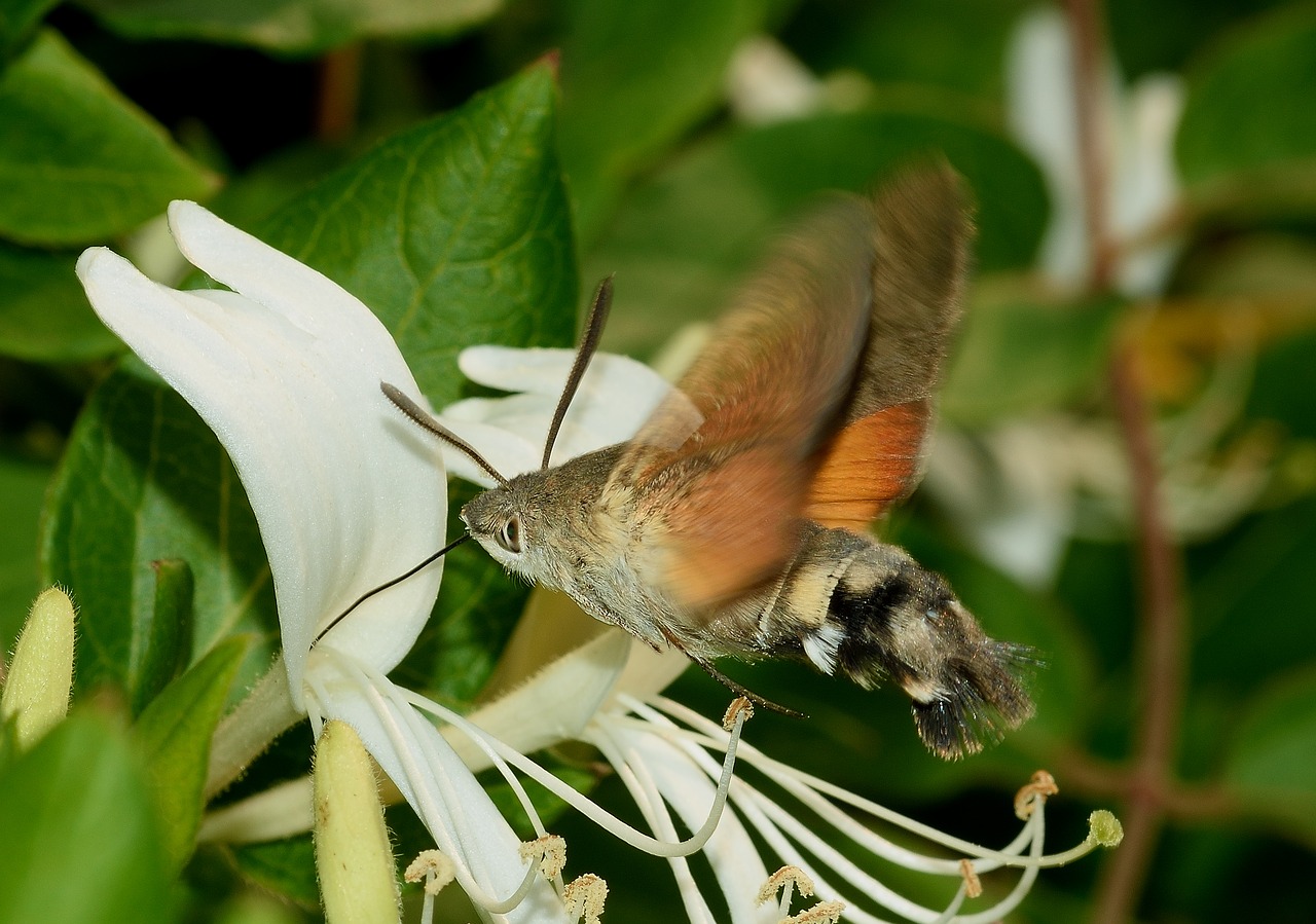 moth hummingbird hawk-moth butterfly free photo