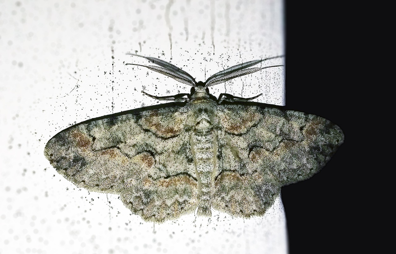 moth iridopsis geometridae free photo