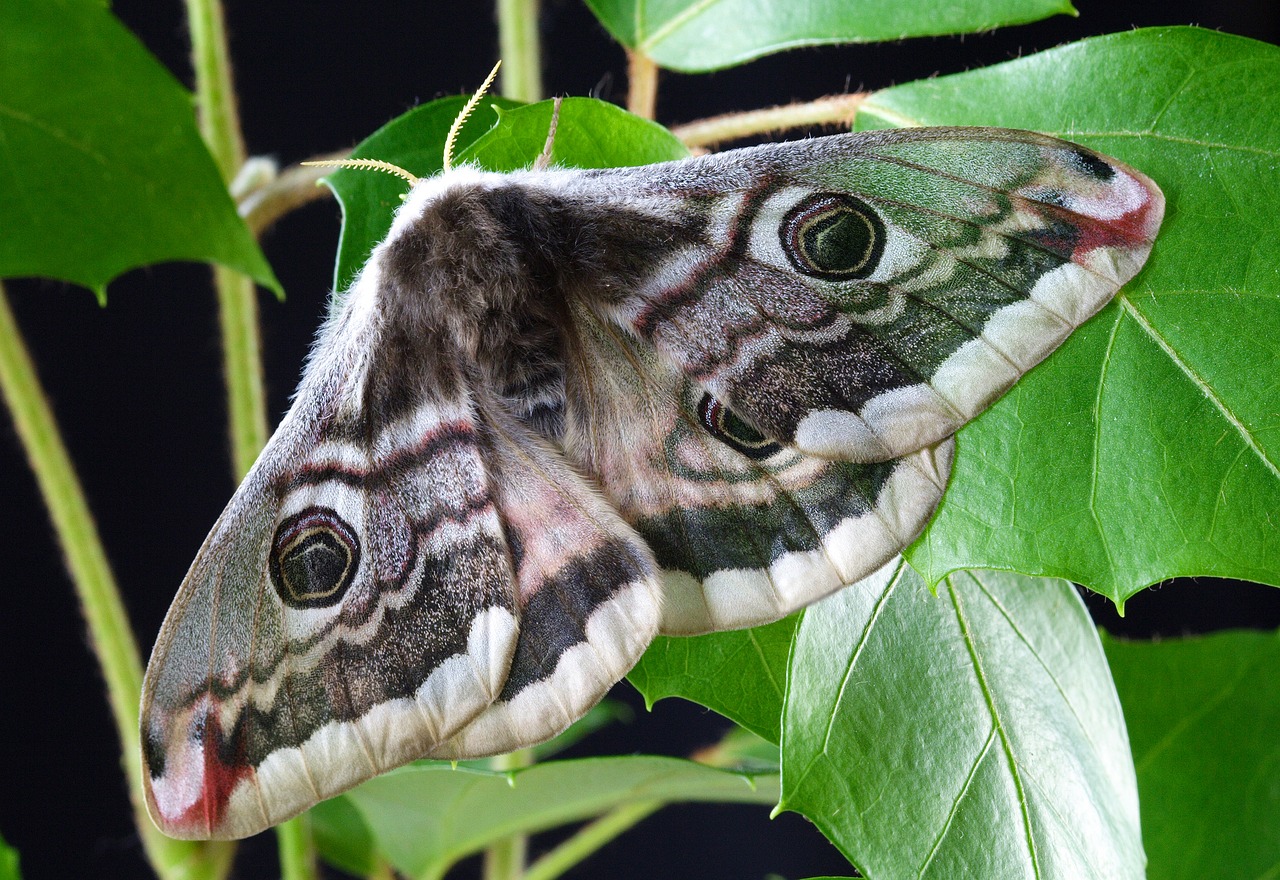 moth nature insect free photo