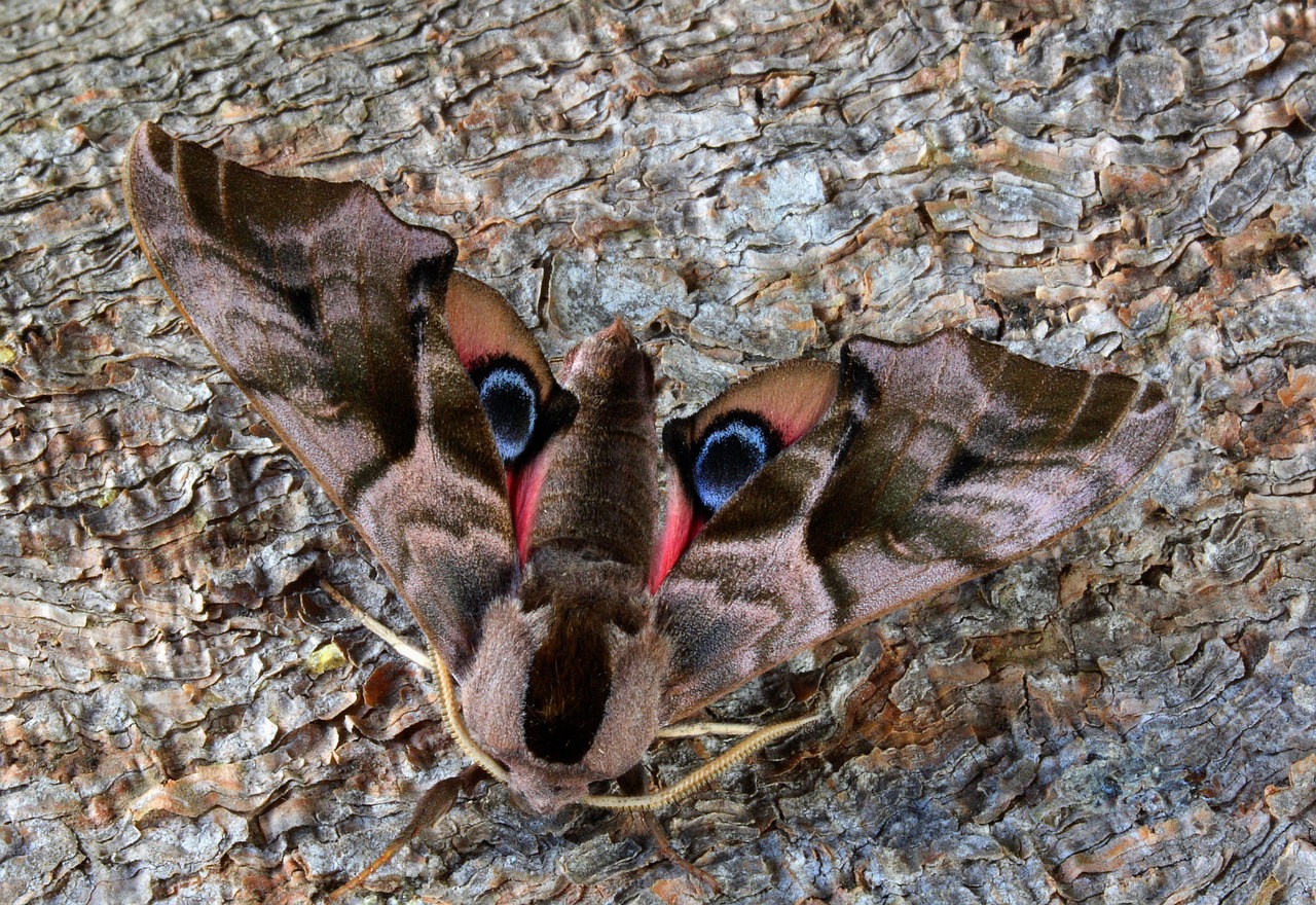 moth macro insect free photo