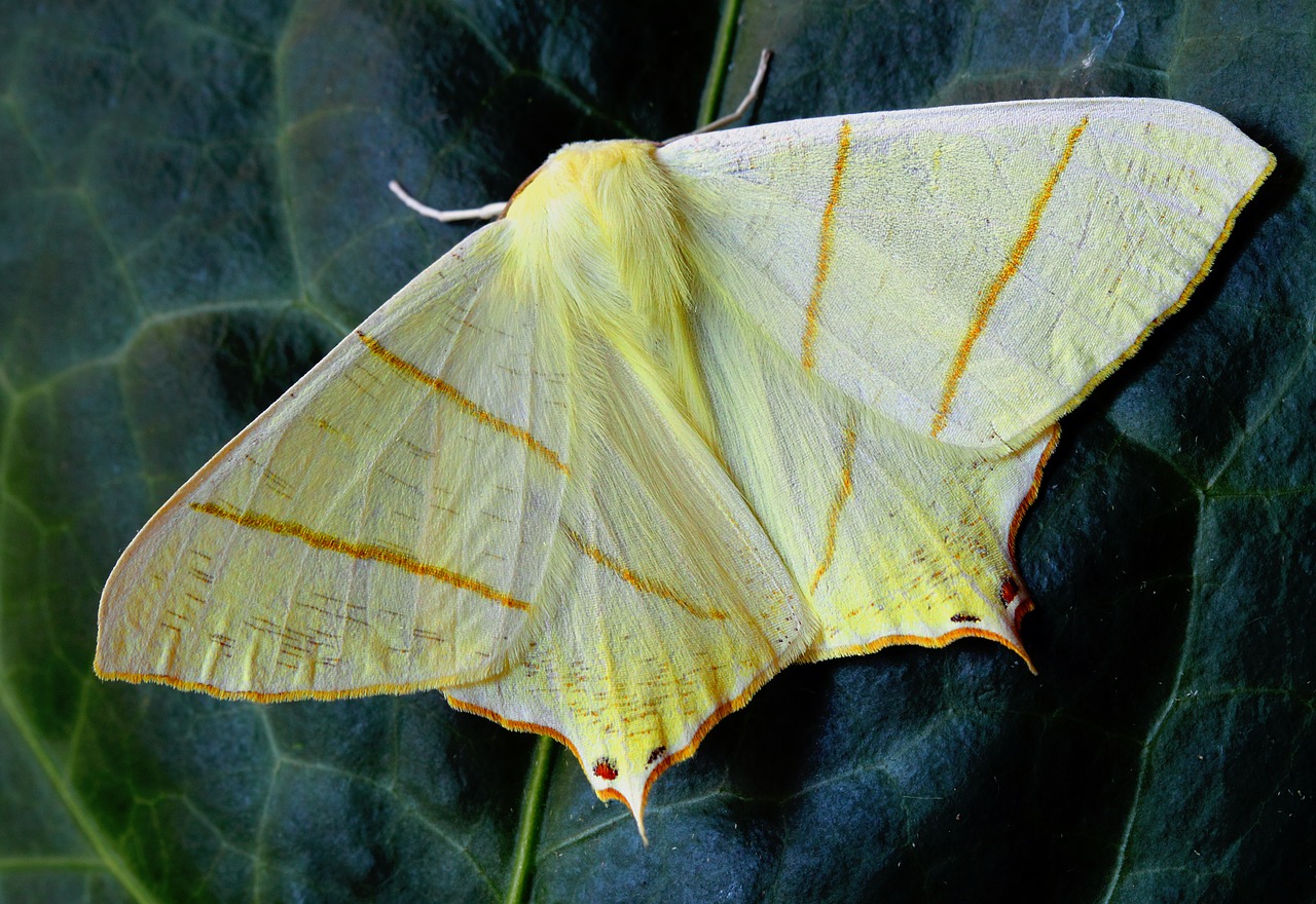 moth macro insect free photo