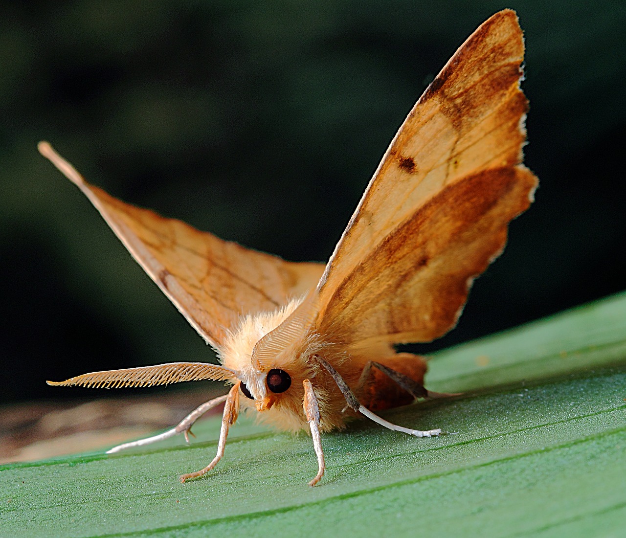 moth macro lepidoptera free photo