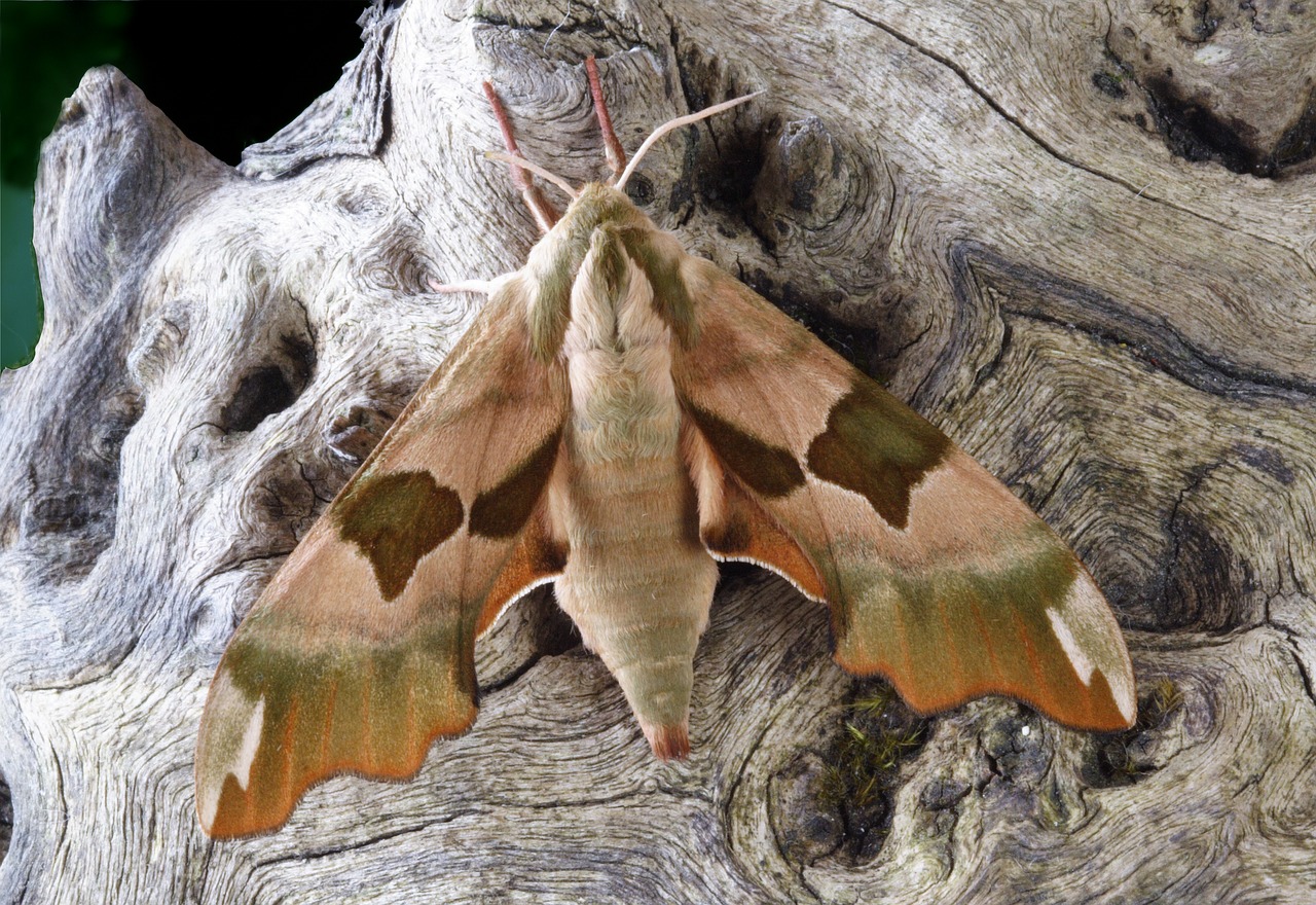 moth macro lepidoptera free photo