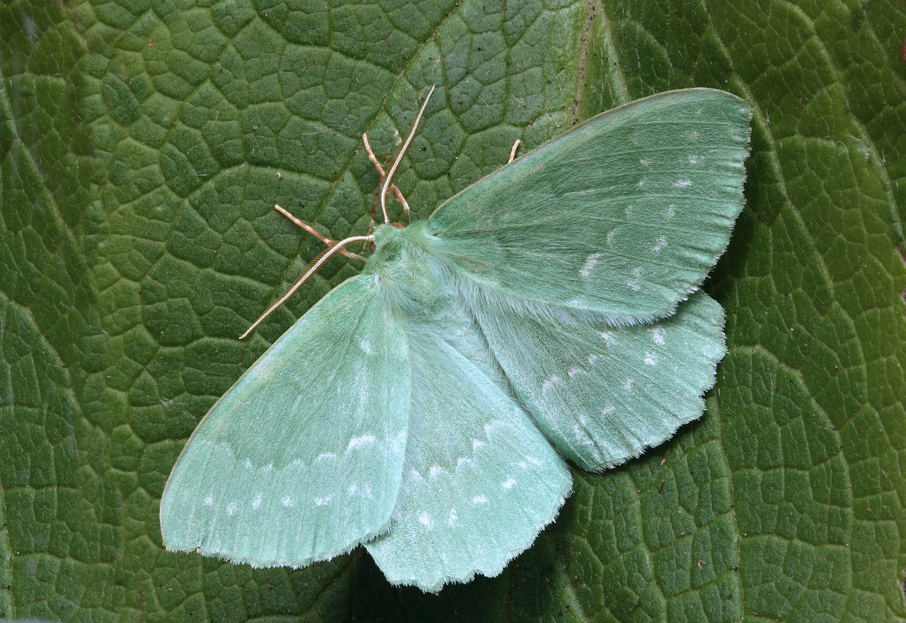 moth macro lepidoptera free photo