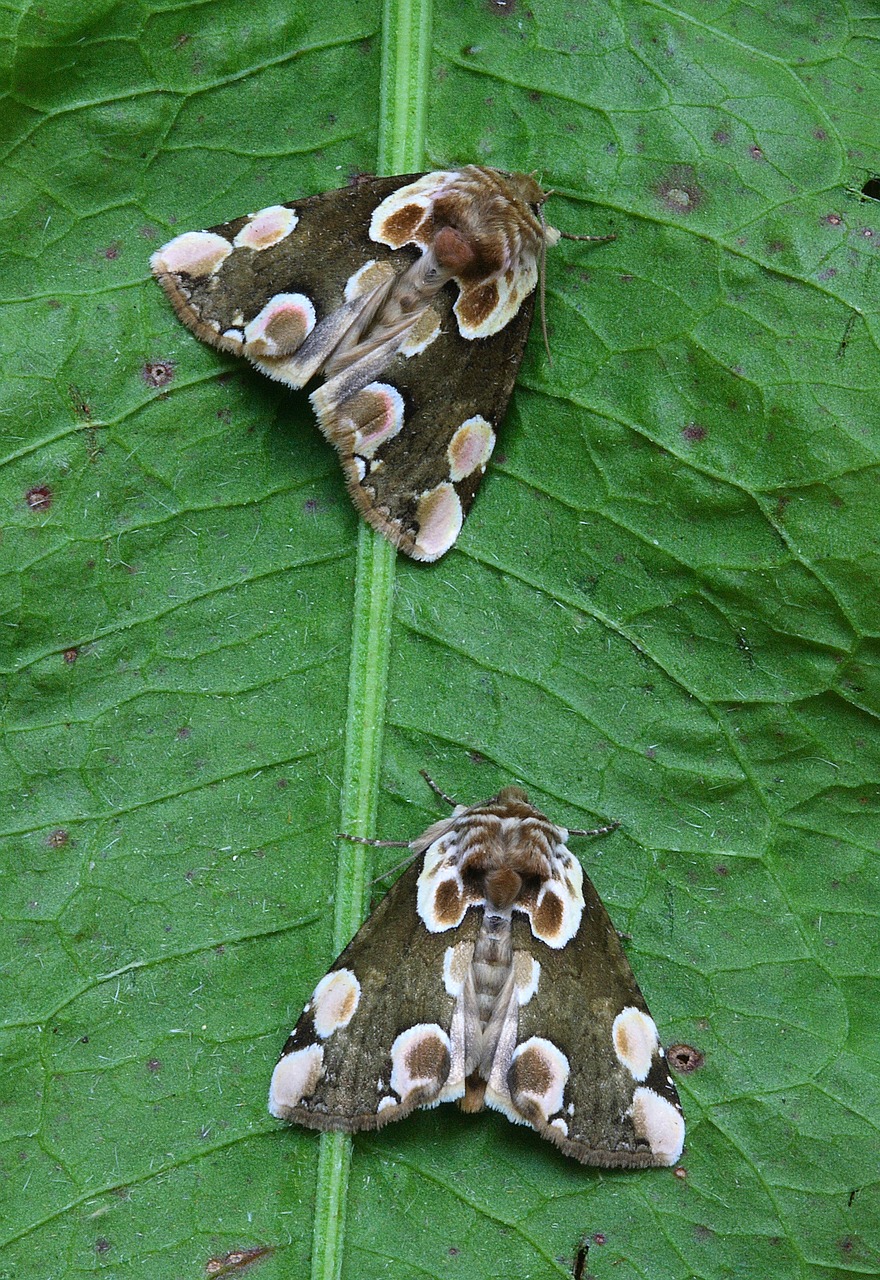 moth macro lepidoptera free photo