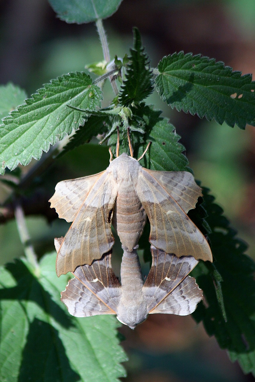 moth macro lepidoptera free photo