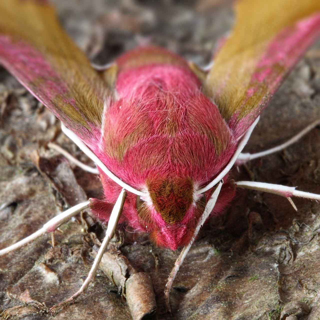 moth macro lepidoptera free photo