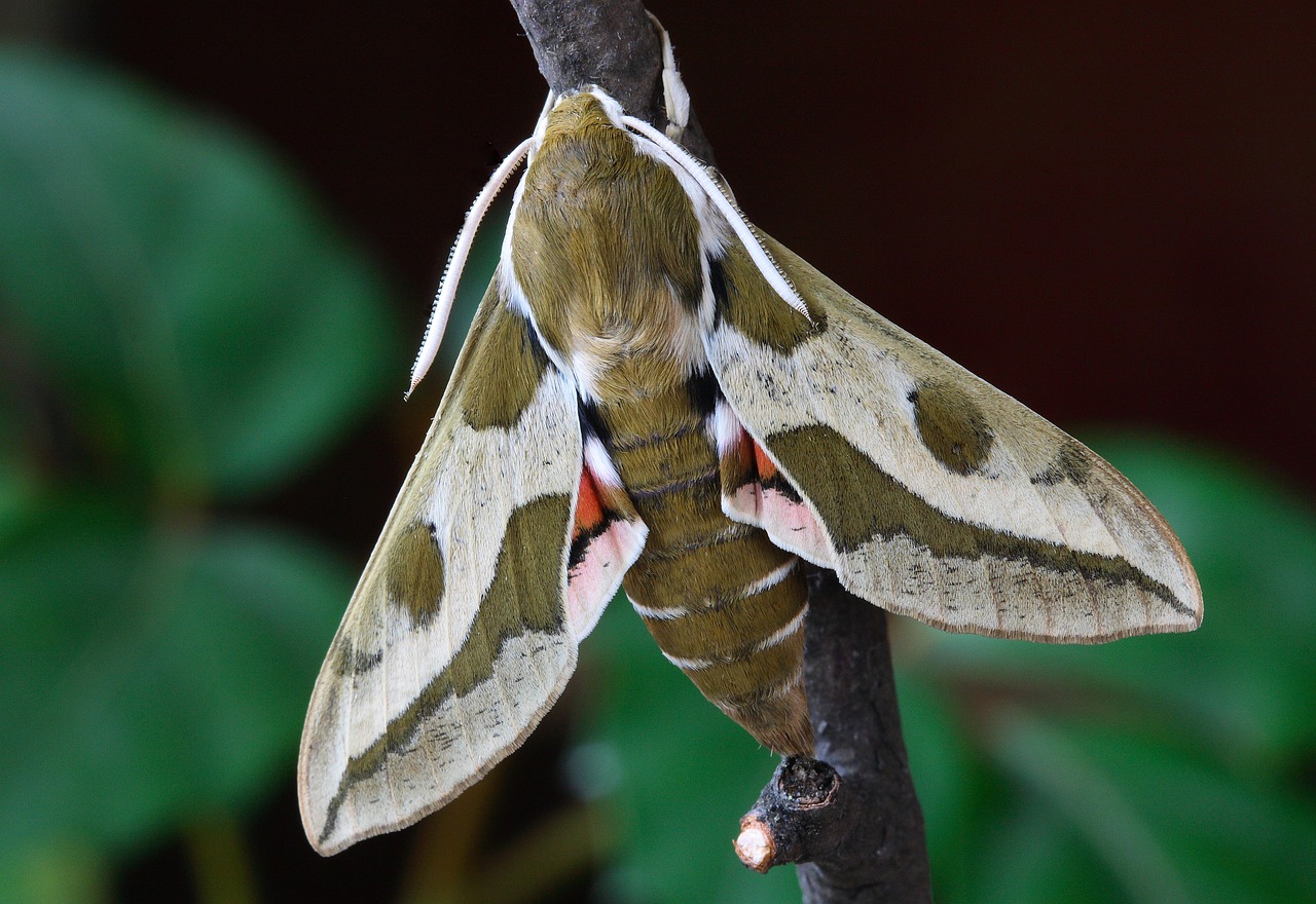 moth macro lepidoptera free photo