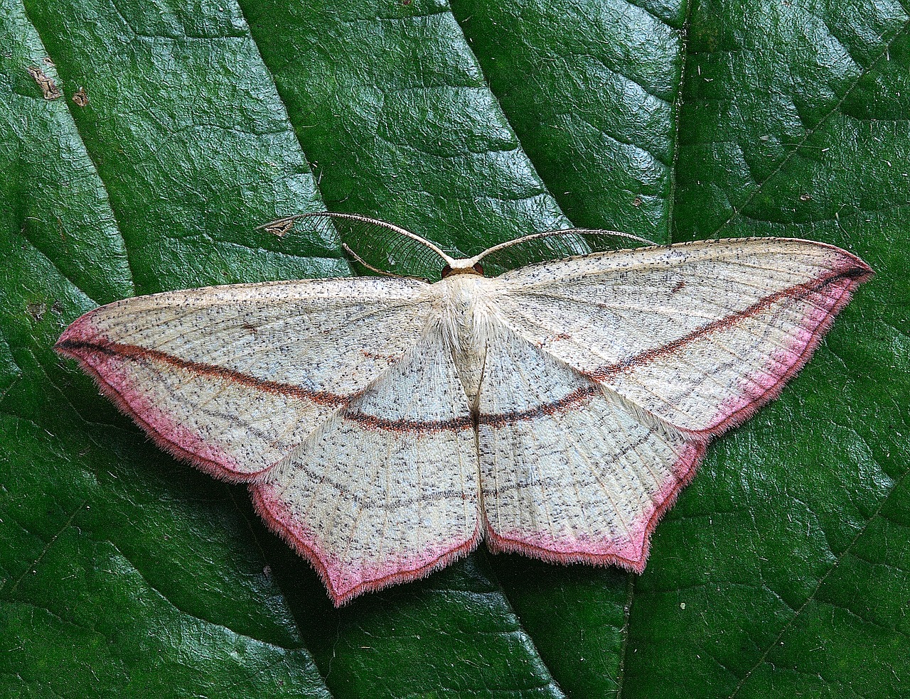 moth macro insect free photo