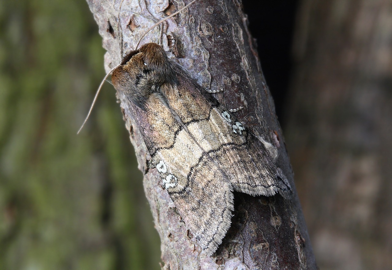 moth macro insect free photo