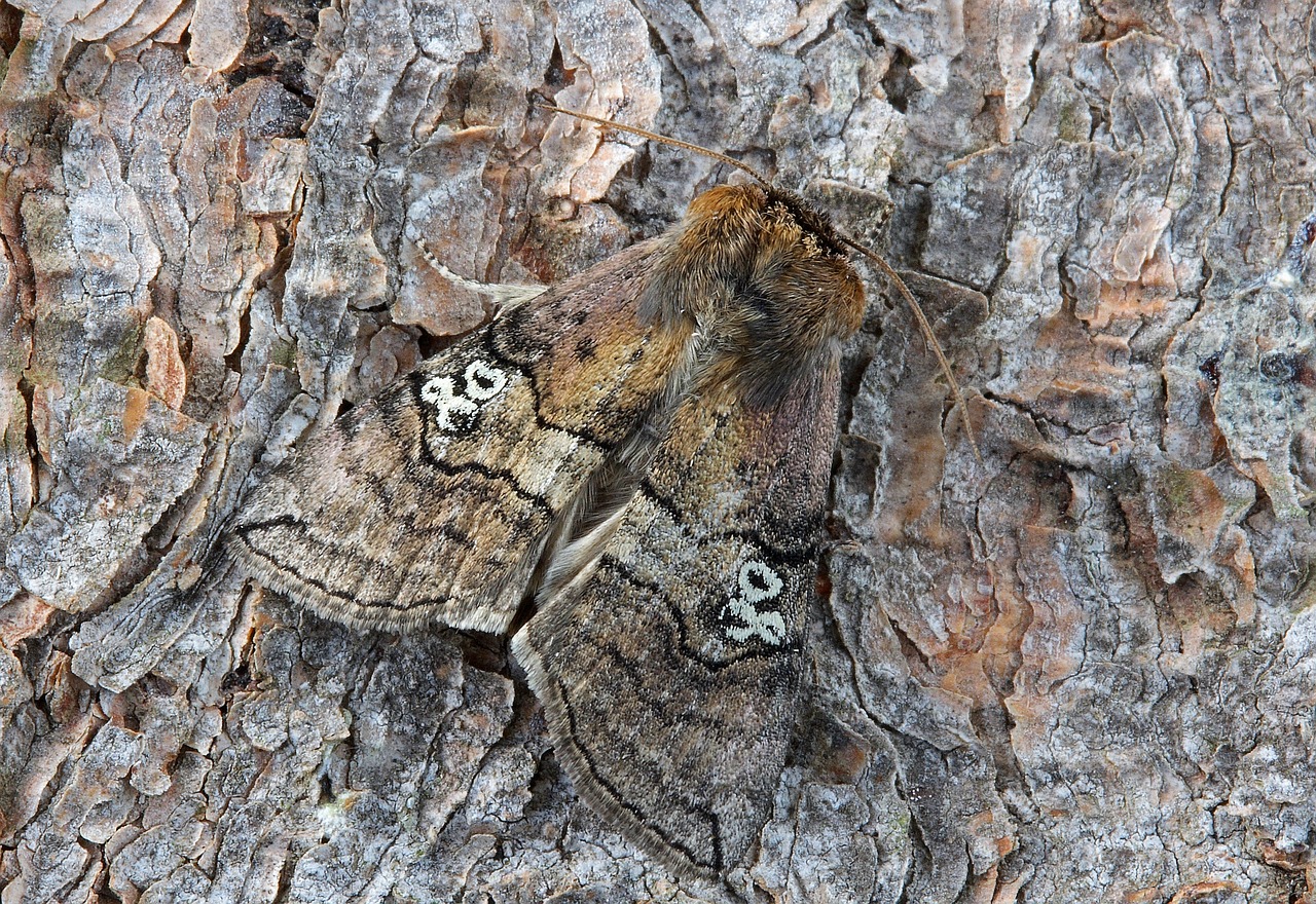 moth macro insect free photo