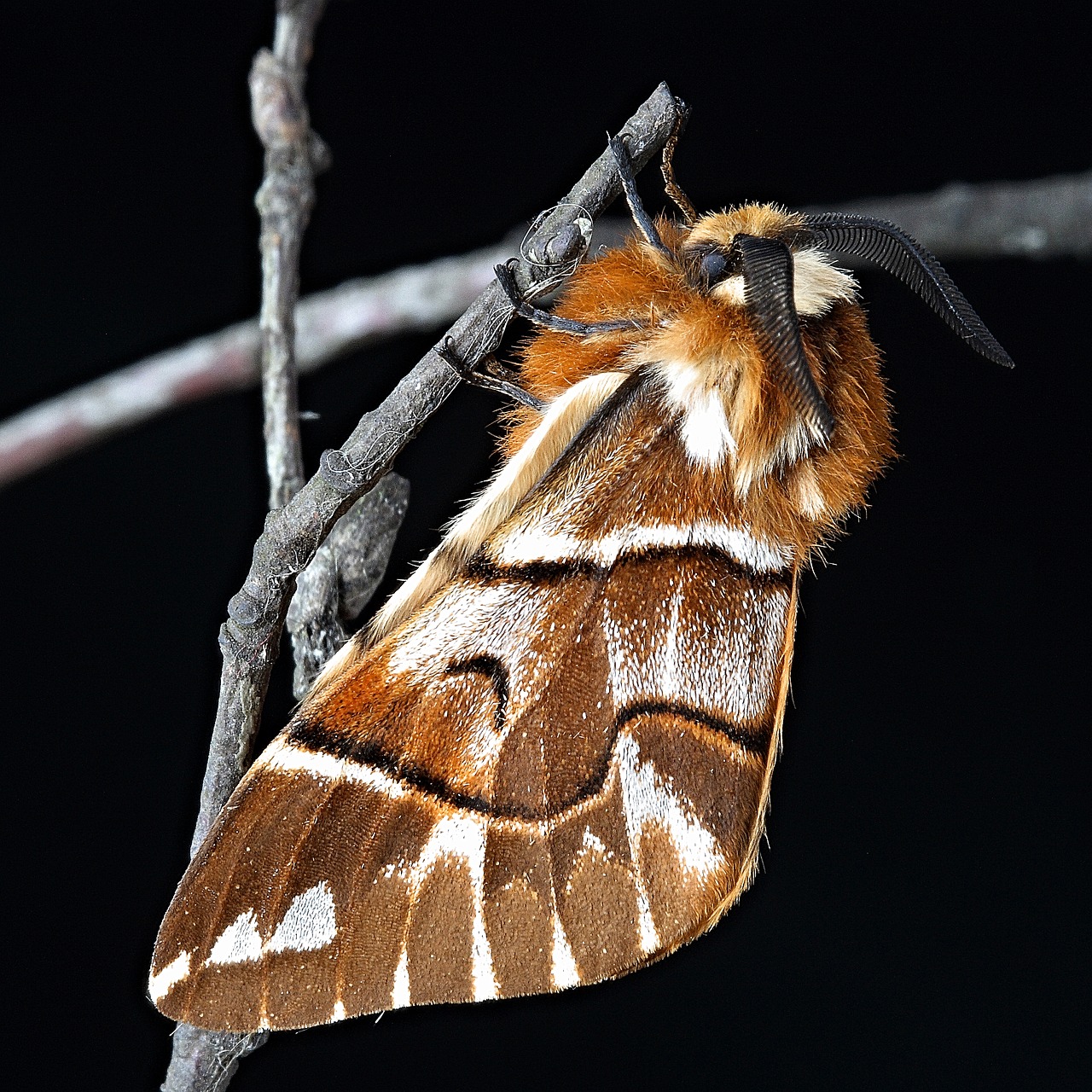 moth macro insect free photo