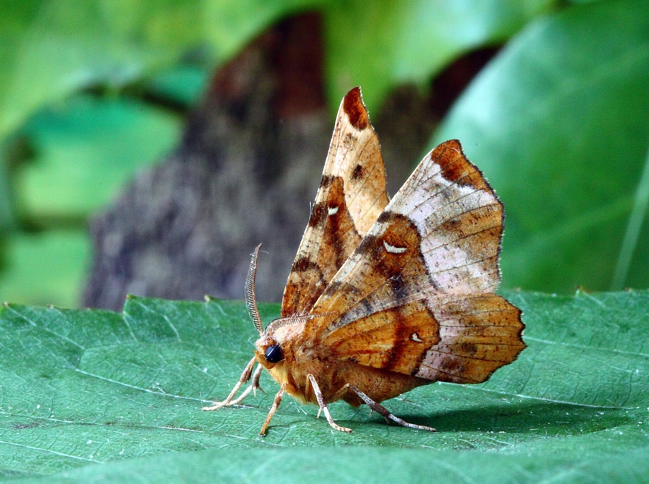 moth macro insect free photo