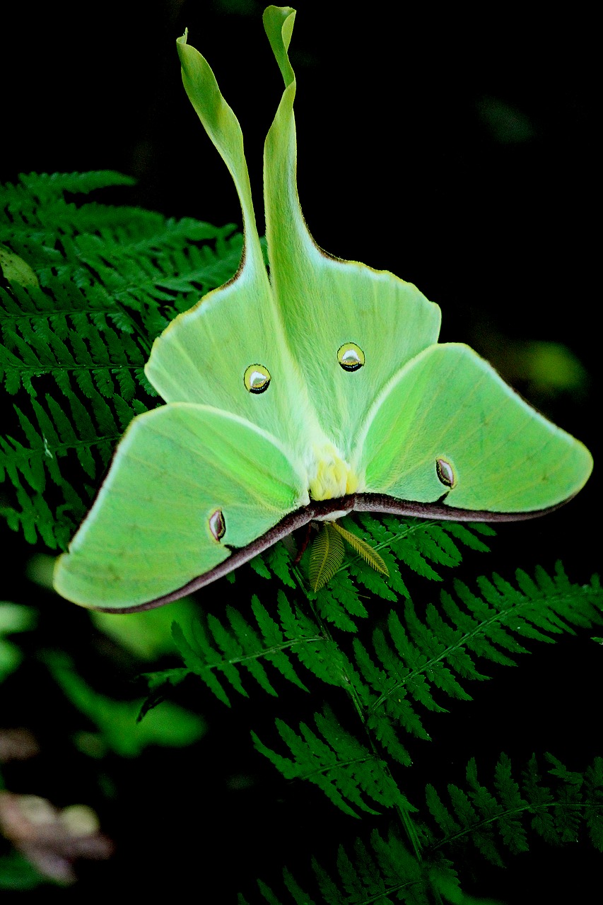 moth green nat free photo